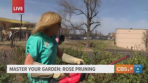 MASTERING YOUR GARDEN: Properly pruning your rose bushes