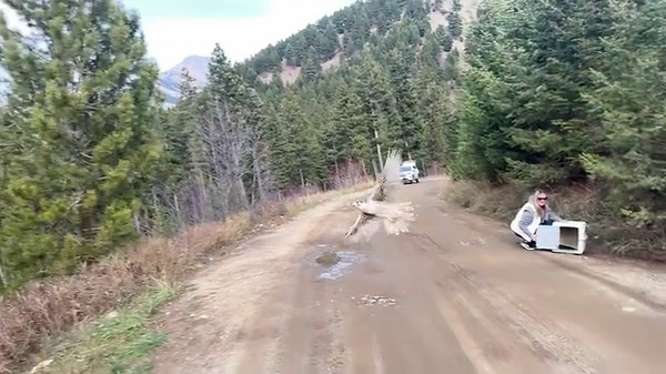 1.6K views · 170 reactions | We sent this beautiful Prairie falcon back to the wild today. This bird came in severely emaciated and we did not think she would make it through the first night. She was found outside of Laurel, MT face down in a bush. Her weight was 520g on intake and 800g before release. Fly free bird! #bozemanmontana #montana #falcon #tgif | Montana Raptor Conservation Center | Facebook