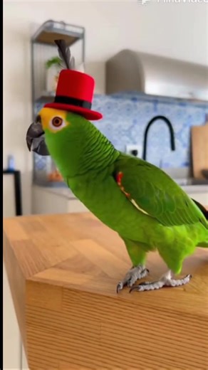 Funny bird 😄 #fypシ #talkingparrot #grandma #CockatooLife #parrots #cockatoo #viral #reel | K1 Froocoo