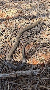 This is a scaly foot legless lizard. Not a snake! #WILD #Conservation #Australia #animal #aussie #lizard #snake #reptile #wildlife #ecology #animallover | Wild Conservation