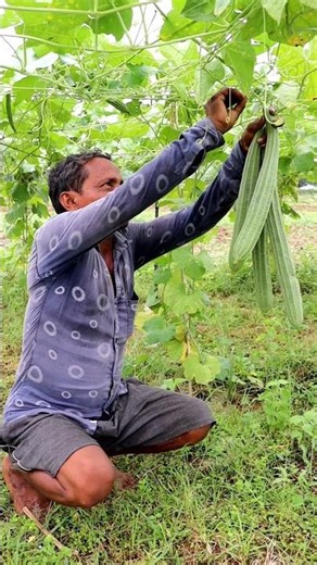Ridge Gourd Harvesting #shorts