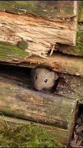 28K views · 4.5K reactions | Hello little mouse | The Mouse family that live by the brambles | Facebook