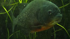 Piranha Piraña Close Upwhole Body Swimming Stock Footage Video (100% Royalty-free) 1017255193 | Shutterstock