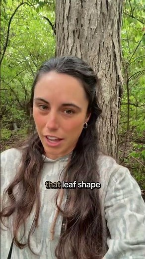 The shagbark hickory + how to ID it! #nature #outdoors