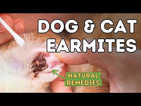 How to Treat Ear Mites in Pets Naturally and Effectively