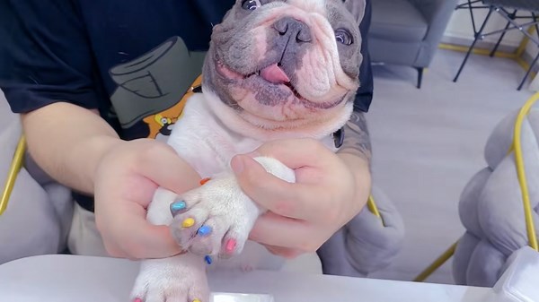Bulldog receives bright manicure in Jiangsu, China