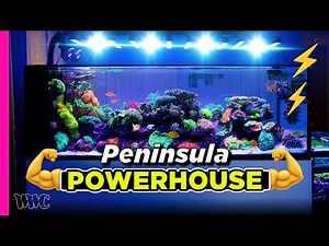 Peninsula, Frag, and Overgrown Glory | Ryan’s Reefing Trifecta