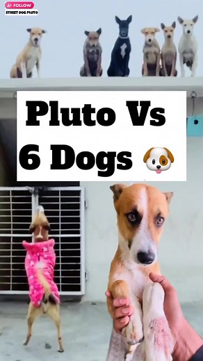 Pluto Vs 6 Dogs #361 Street Dog Pluto #streetdogpluto #plutodog #streetdog #viralreels #dogvlog #dog #animal #minivlog #reel | Street Dog Pluto