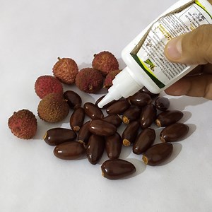 2 Surprising crafts with Lichi seeds | So creative, Wow #Lichiseedscraft #Lycheeseedscraft #reuse #recycle #crafts #homedecor #decor | Craft Engineer