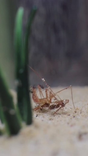 Ants Vs Assassin Bug: Gaibt Bug vs Big-Headed Ants