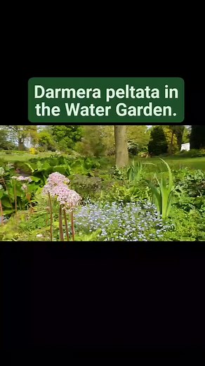 Darmera peltata (Umbrella plant) first produces these pale pink clusters of flowers in spring, followed by large, parasol shaped foliage sometimes confused with gunnera leaves. | Beth Chatto's Plants & Gardens