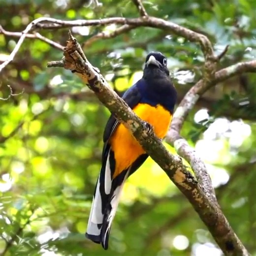 21K views · 1.7K reactions | Good morning #Birds & #Nature! Green-backed trogon calling (Trogon viridis) . It is found in tropical humid forests in South America, where its range includes the Amazon, Guiana Shield, Trinidad, Atlantic Forest in eastern Brazil. It is a resident of humid tropical forests, and is typically the commonest trogon in its range. | BIRDS & Nature | Facebook