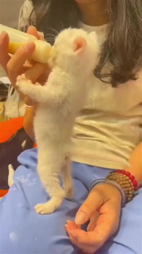 The kitten is drinking milk #cat #cats #animals #catsoftiktok #catlover #milk #kitten #fyp #cute