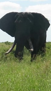 6.5K views · 84 reactions | Exo Wildlife on Reels | Facebook