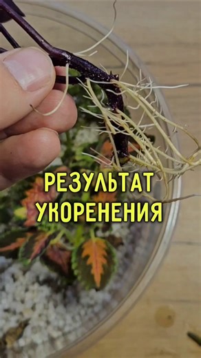 Rooting results: where is it better?