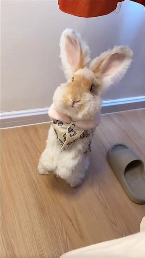 I Have No Idea What My Bunny’s Doing… But It’s Hilarious! 🐰😆❓#rabbit #pets #funny #shorts