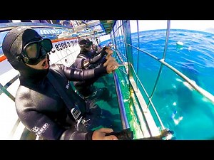 CAGE DIVING WITH GREAT WHITE SHARKS!