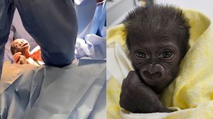71K views · 1.7K reactions | So cute! A zoo welcomed this adorable baby gorilla via a "lifesaving" C-section after the mom started showing signs of life-threatening complications. Story> https://www.wcax.com/2024/02/16/zoo-welcomes-baby-gorilla-born-through-life-saving-emergency-c-section/ | WCAX-TV | Facebook