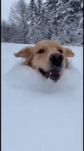 Aventura nevada do Golden Retriever A aventura na neve deste Golden Retriever é pura felicidade! #fblifestyle #AI Generated using Kling AI . . . (Apenas para fins de entretenimento. Consulte profissionais se forem apresentadas orientações sobre atividades. Nenhuma afiliação a marcas está implícita se alguma for mostrada. Se inspirado em fatos reais, podem ser incluídas adaptações criativas. O conteúdo pode incluir imagens públicas.) | Eu amo animais