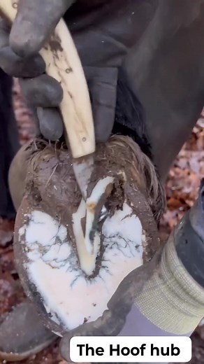 69K views · 473 reactions |  ​#TheHoof ​#HoofCare ​#EquineHealth ​#FarrierLife ​#HealthyHooves ​#HorseCare ​#NoHoofNoHorse ​#TheHoofLife ​#HoofTrimming ​#HorseWorld ​#EquineHoof ​#PashuDekhbhal | The Hoof Hub | Facebook