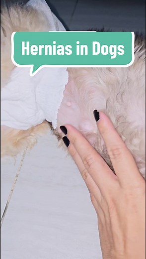 Understanding Hernias in Dogs: Symptoms and Treatments