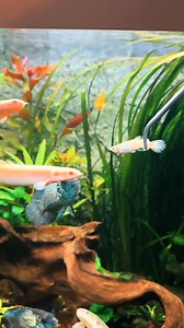 Feed Time! 💥Dead Guppy On The Menu. | Trip Aquarium