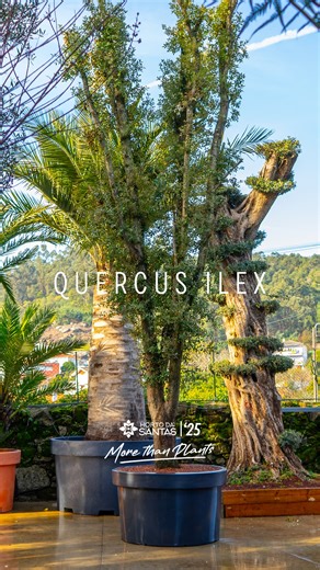 Horto da Santas on Instagram: "Quercus Ilex __ Horto da Santas 𝓜𝓸𝓻𝓮 𝓽𝓱𝓪𝓷 𝓟𝓵𝓪𝓷𝓽𝓼 . . . . #exemplares #hortodasantas #morethanplants #landscaping #projectospaisagismo #plantastropicais #tropical #palms #signatureplants #exemplares #paisagismo #projectos #obras #gardendesign #arquitectura #arquiteturapaisagista #entregasaodomicilio #porto #lisboa #portugal"