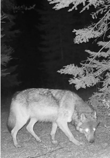 Wolf in the Night: Scent Marking Behavior Revealed