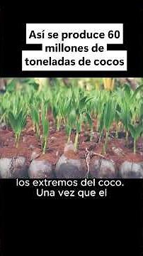 ¿Cómo nace el coco? 🌴 El origen de la fruta tropical más versátil