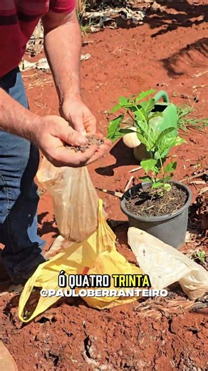 How to plant a coffee plant to produce a lot #farm #plant #coffee #planting #seedling