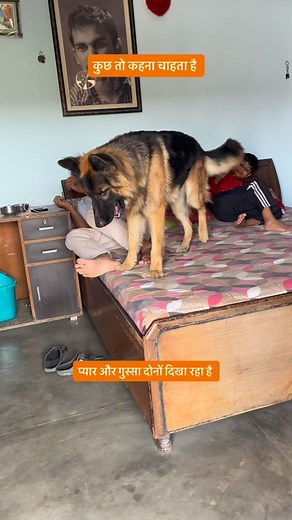 8.2K views · 2.4K reactions | German Shepherd Speaking Through Emotions — Showing Both Anger & Love for Kids ❤️ #viral #trendingreels #dog #trending #dogsofinstagram #doglover #germanshepherd #lovedogs #doglife #dognails | Dev Godara | Facebook