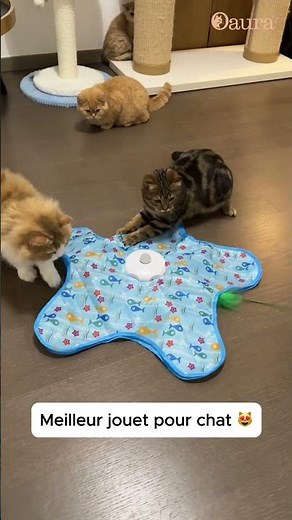 Meilleur jouet pour chat 2026