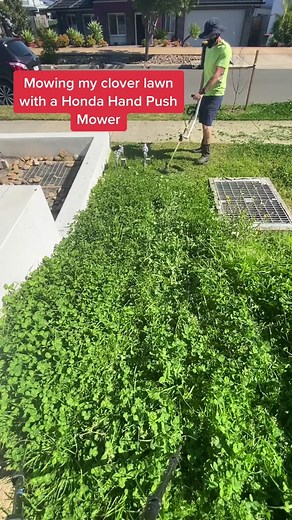 Mowing My Clover Lawn with a Honda Hand Push Mower