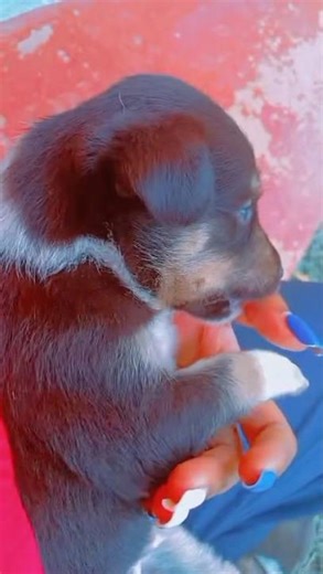 The cutest #puppy #baby #anmals -#anime