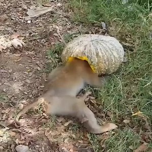 5.1M views · 22K reactions | Cute puppy save a baby monkey was stuck head in pumpkin. What a smart boy   Join our group : Animal World. Thank you so much ❤ | Wild Animals | Facebook