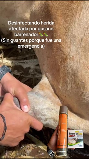 Soluciones para el manejo del gusano barrenador en ganado