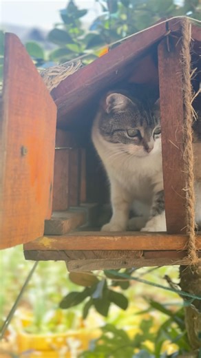 Cat #onemillionviews #trending #fypシ゚viral #fypシ #viralshort #trending #family #love #cute #pets