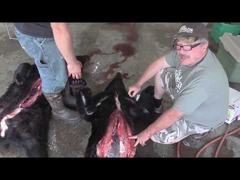 Skinning a Bear for a Rug Mount by Old Barn