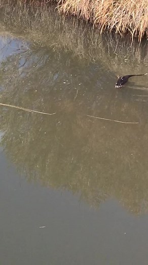 Discover the Rakali: The Australian Water Rat | Wildlife Farm Life
