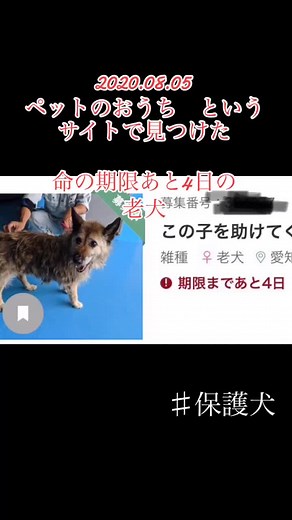 見ないフリが辛くてずっと見ない様にしていたサイト #ペットのおうち #ありがとう #保護犬 #手放さないで #命の大切さ #殺処分ゼロ