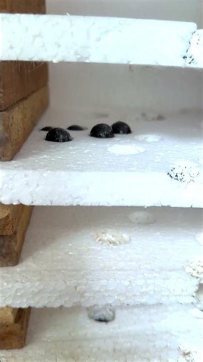 1832°F Super Red Hot Iron Balls vs Styrofoam 🤯🔥 #shorts #asmr #experiment