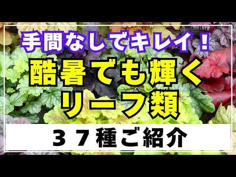 Beautiful Foliage Plants That Thrive in Summer Heat | Japanese Garden