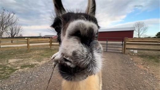 After spending his whole life being neglected and abused by humans, Patrick got here 6 1/2 years ago. For 6 1/2 years, I did everything I could possibly think of to win him over, including constantly offering him treats which he completely ignored. Absolutely nothing could convince Patrick that he should be my friend. Then, suddenly, a couple of weeks ago, he tentatively reached out to take a treat from me. The same exact kind of treat that I had been offering him for years. Somehow, that opened
