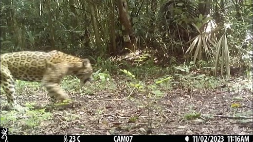 Mexico's jaguar population is up 30% since 2010, but still at risk