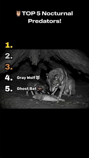 🦉TOP 5 Nocturnal Predators!