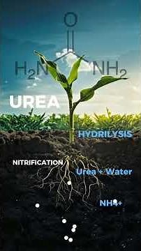 HOW TO APPLY FERTILIZER FOR MAXIMUM YIELD CROP