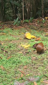 5.2K views · 170 reactions | Agouti! Costa rica has some very progressive wildlife protection, including a hunting ban. They make Canada look like a banana Republic!  | Ace Humane Wildlife Removal & Pest Control | Facebook