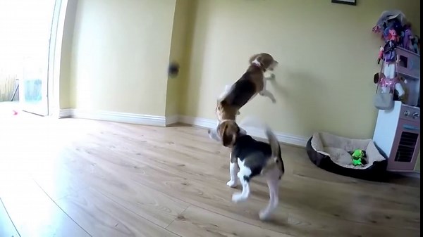 Beagles fail hilariously at catching bouncing balls