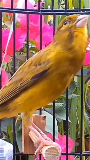 Beautiful Canary Singing #naturesounds #relaxing #satisfying #shorts