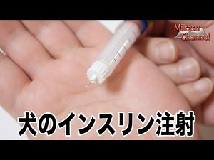 [Diabetes in dogs] #2 How to give insulin injections